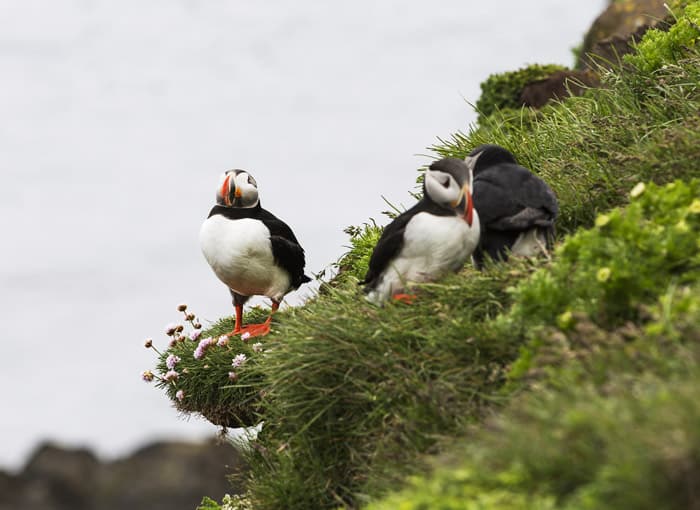 Vik Puffins in Iceland! church in Vik Iceland. Visiting the Black Sand Beach in Vik Iceland. What to see in Vik Iceland! - Avenly Lane Travel Vik Puffins in Iceland