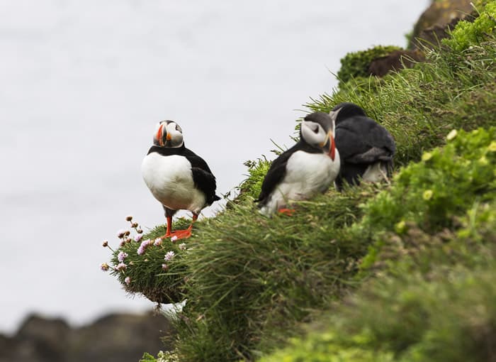 Vik Puffins in Iceland