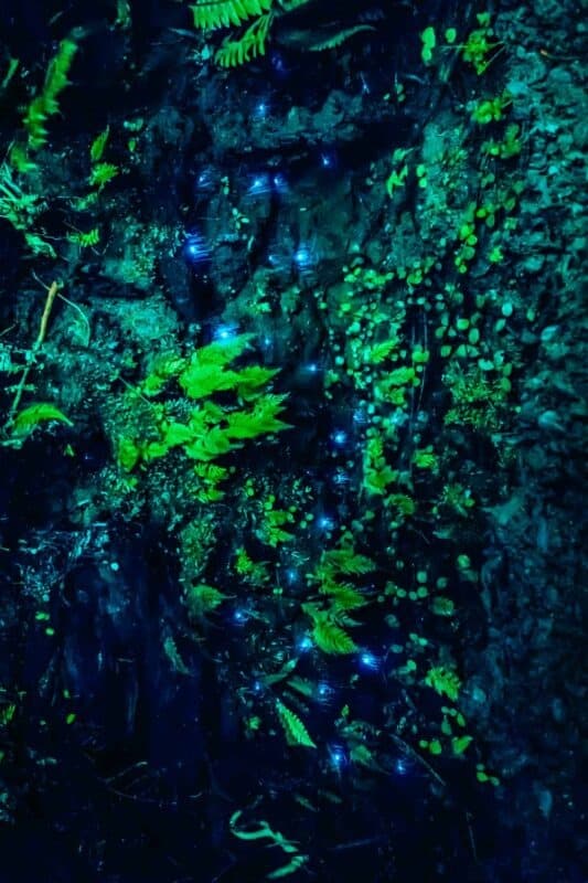 Amazing waitomo Glow worm in Caves, located in New Zealand.