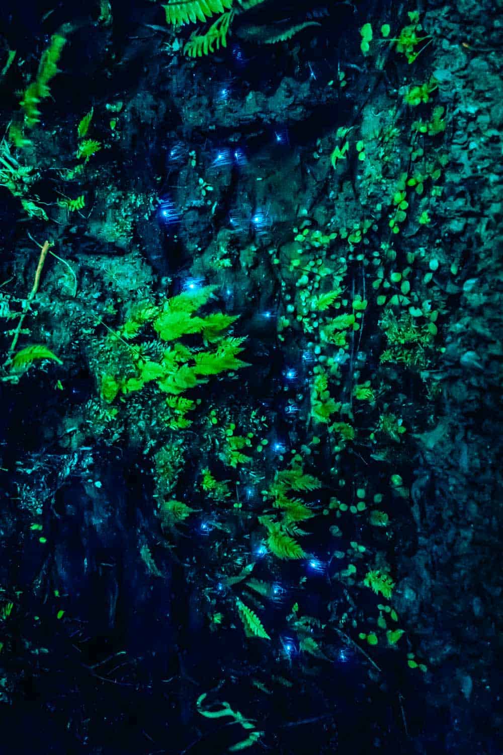 Waitomo Glowworm Caves