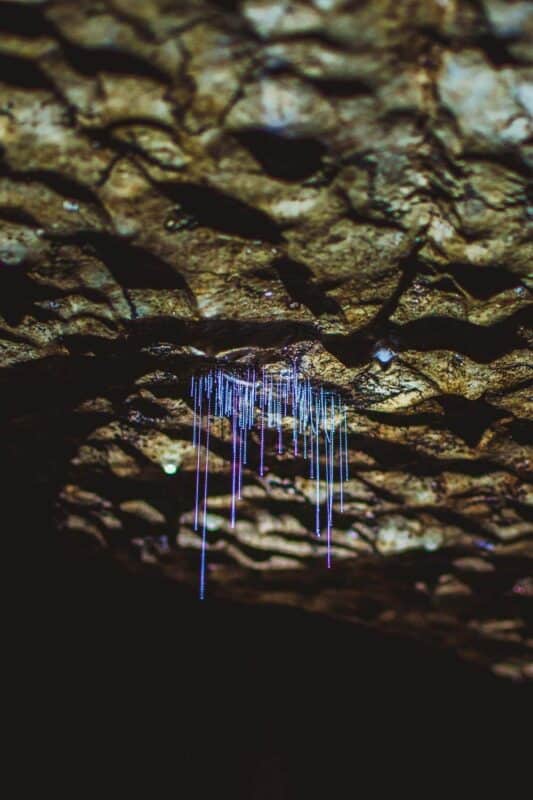 Amazing waitomo Glow worm in Caves, located in New Zealand.