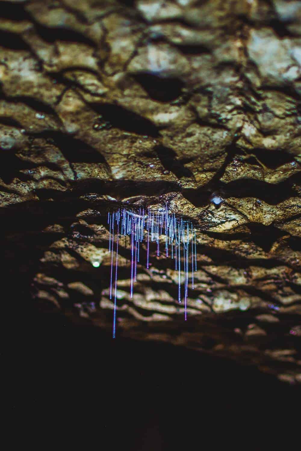 Waitomo Cave tours to see the glowworms