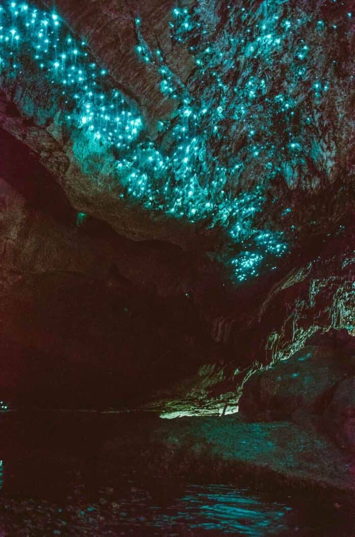 Waitomo cave tours