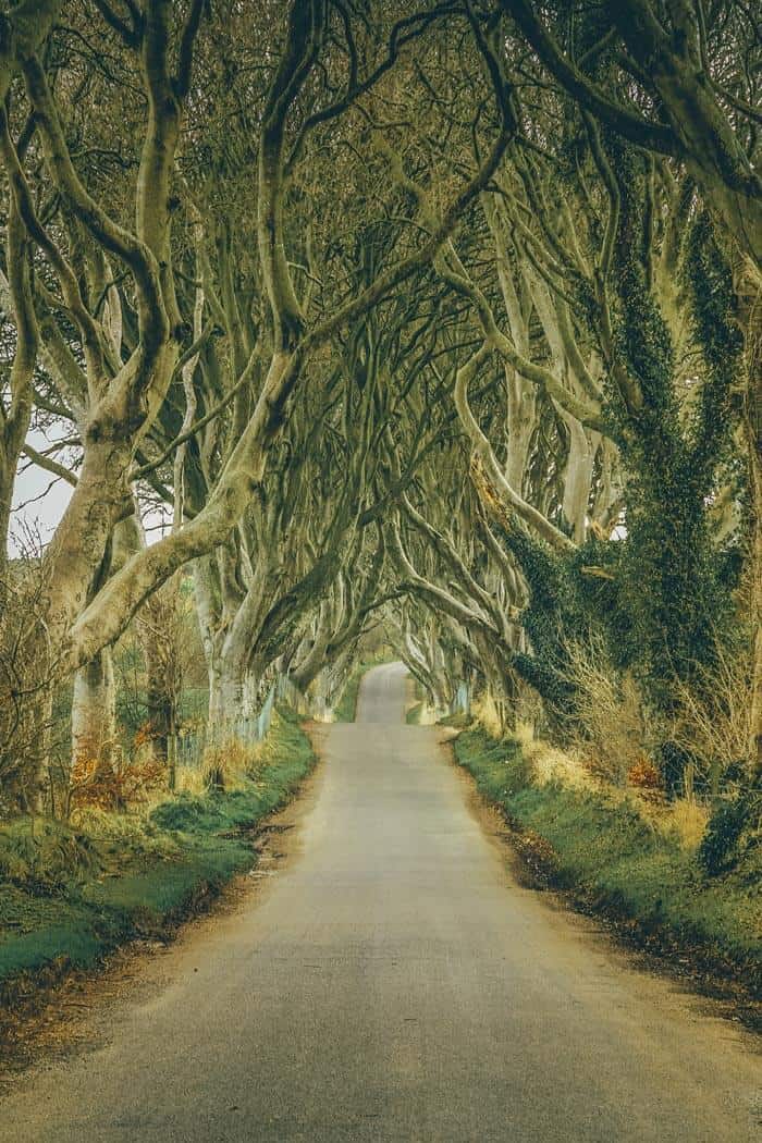 Dark Hedges Northern Ireland