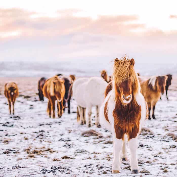 Icelandic Horses. The most beautiful pictures of Iceland!