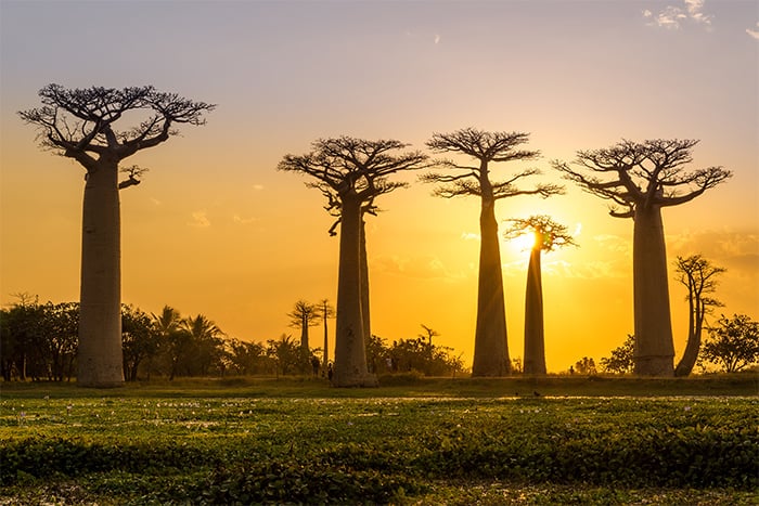 Avenue of the Baobabs Madagascar 