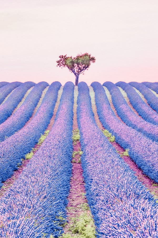 Lavender Fields in Provence France