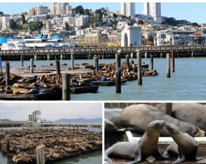 Top 10 Things To Do In San Francisco! Planning a trip to San Francisco and looking for all the must see places to visit? Whether your vacation lasts one day or one week here are some of the top things you can't miss! Click through to www.avenlylanetravel.com to read more on the best food, restaurants, shopping, taking travel photos at Lombard Street, beaches, the Golden Gate Bridge, and so much more! #sanfrancisco #USA #california #usatravel #traveltips #wanderlust #avenlylane #avenylanetravel #travelblog