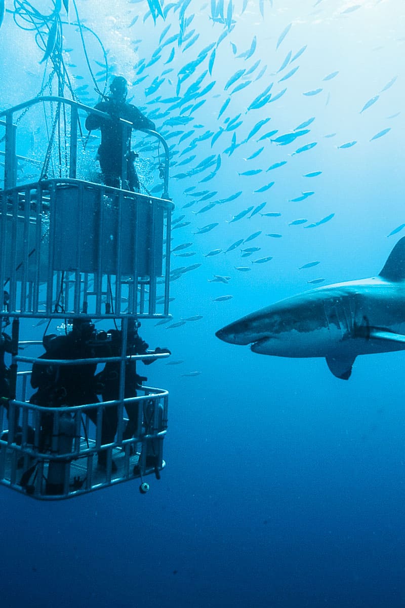 Shark diving Oahu