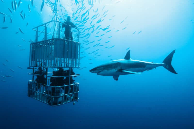 Shark diving Oahu