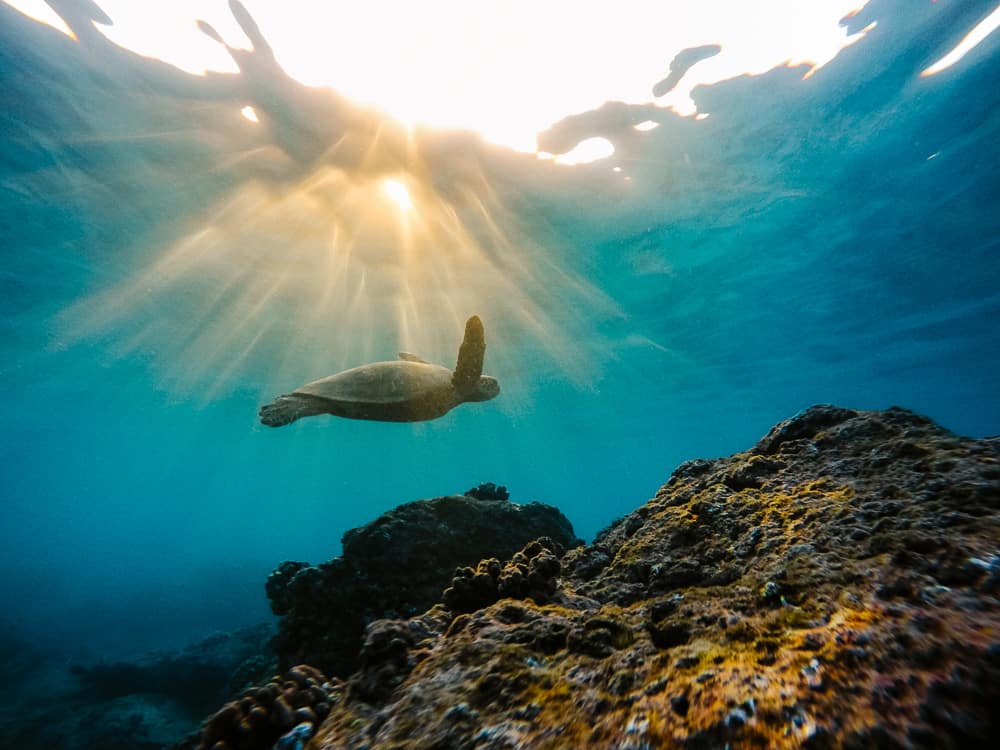 Turtles in Oahu