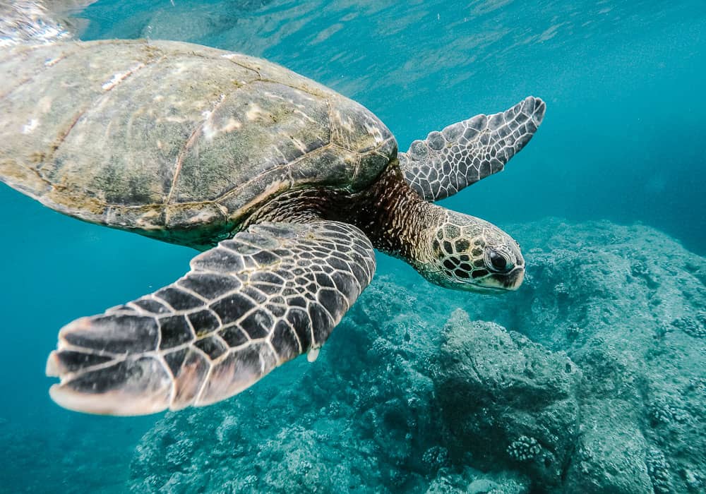 Oahu turtles snorkeling