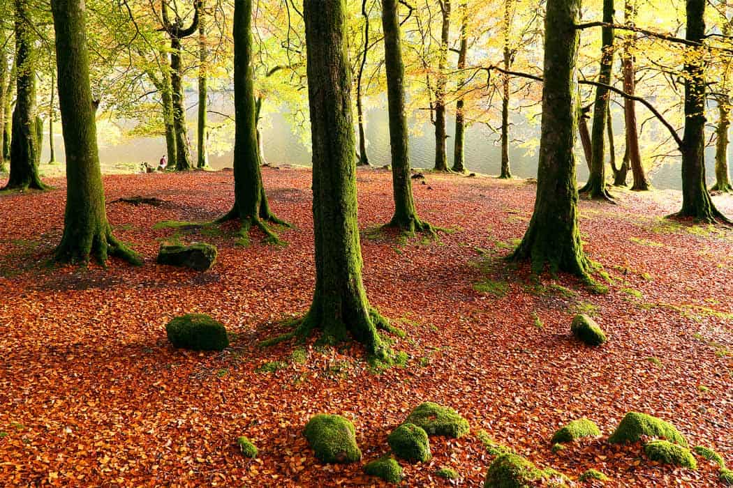 Autumn view of the magic forest on the shores of Lochness.