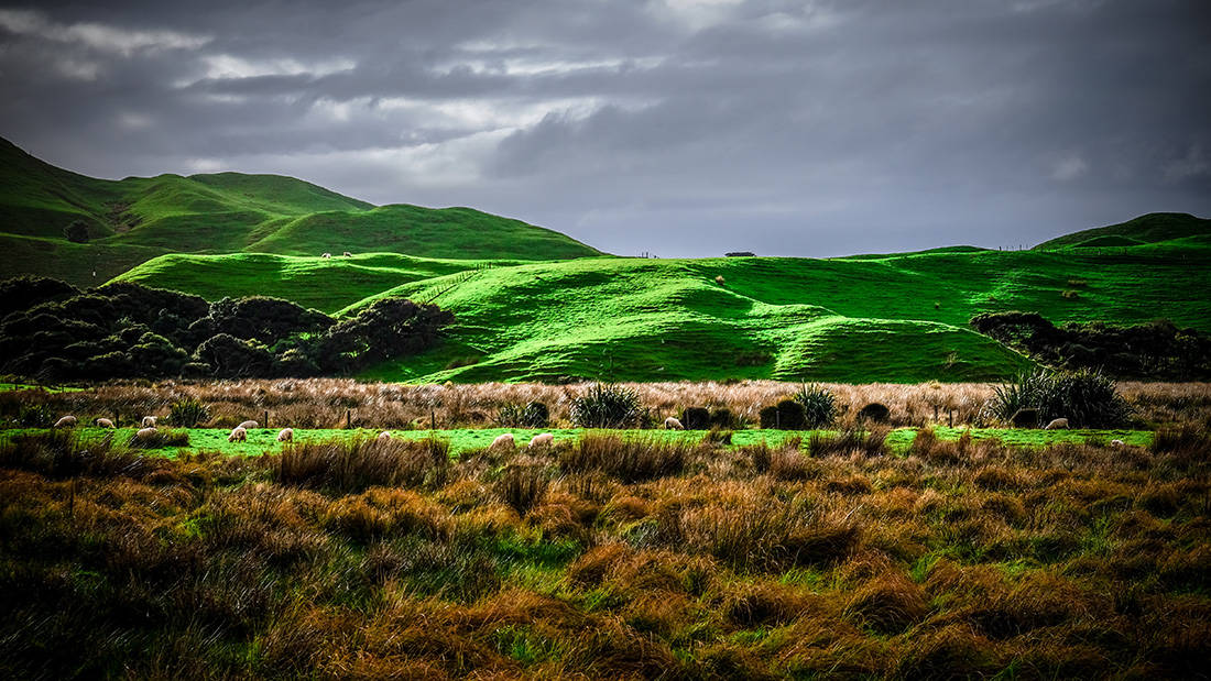 hills near cape farewell. sheeps are grasing at the foot of the hill