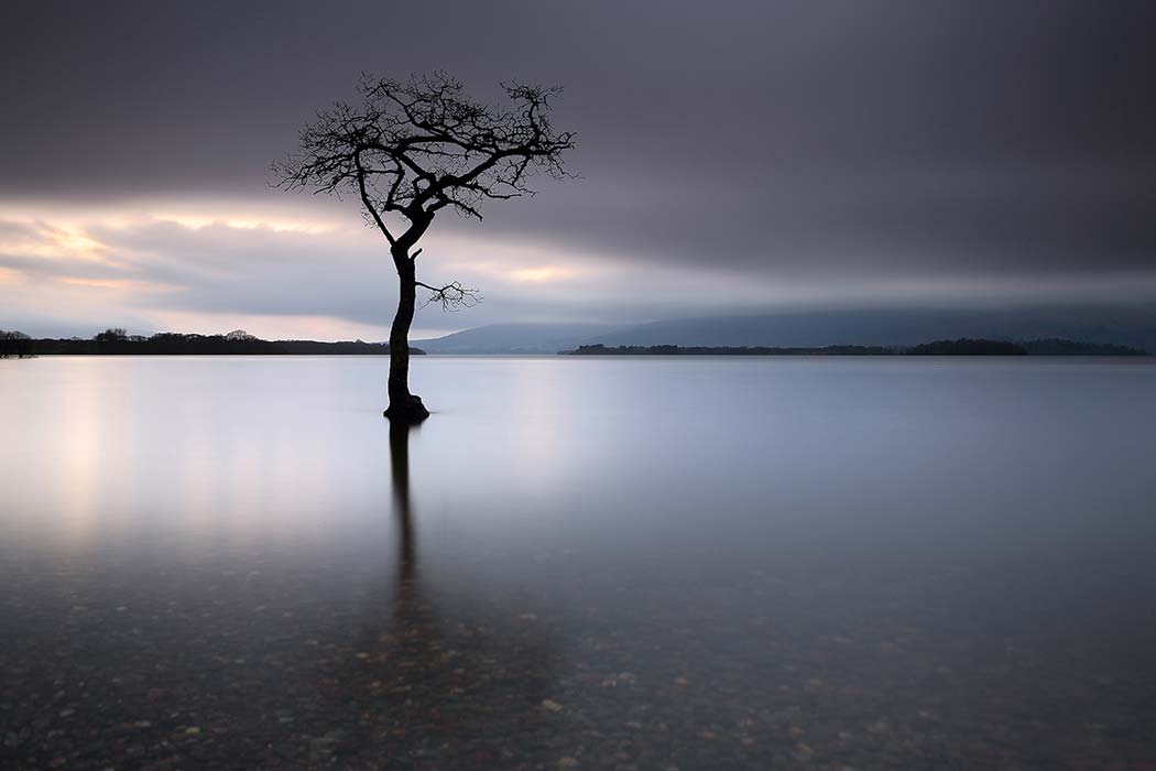 A lone tree partially submerged in the water of Loch Lomond.
