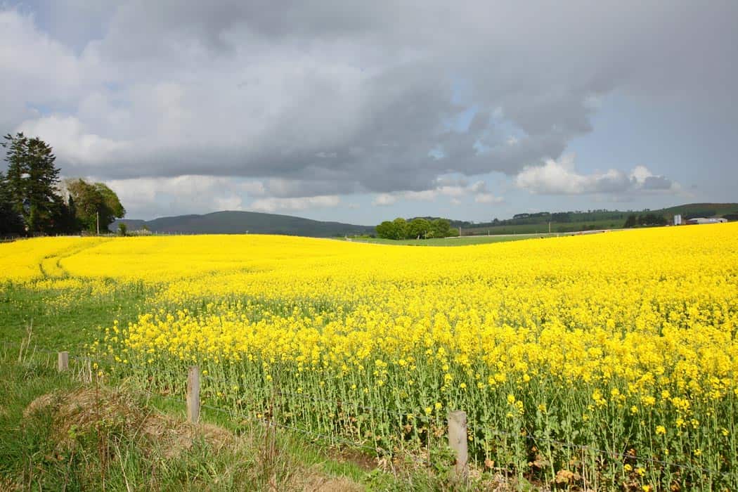 Rapeseed fields in Springtime.