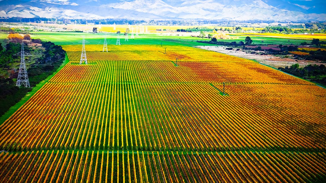 winery near blenheim new zealand. picturesque panoramic view in autumn color