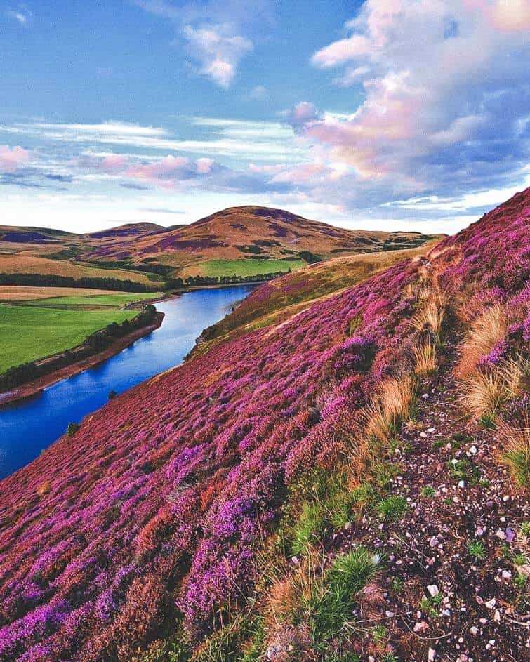 The green valley river mountains in the Pentland Hills covered by violet heather flowers.