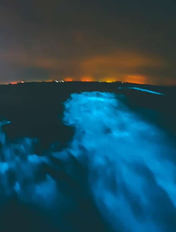 Bioluminescent Bays Puerto Rico