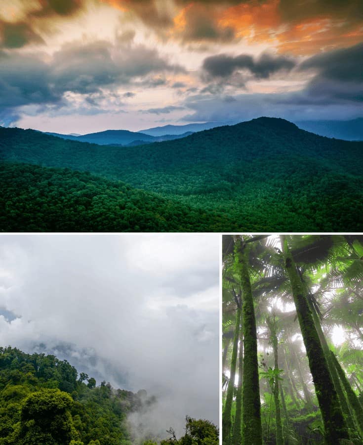 El Yunque National Forest in Puerto Rico