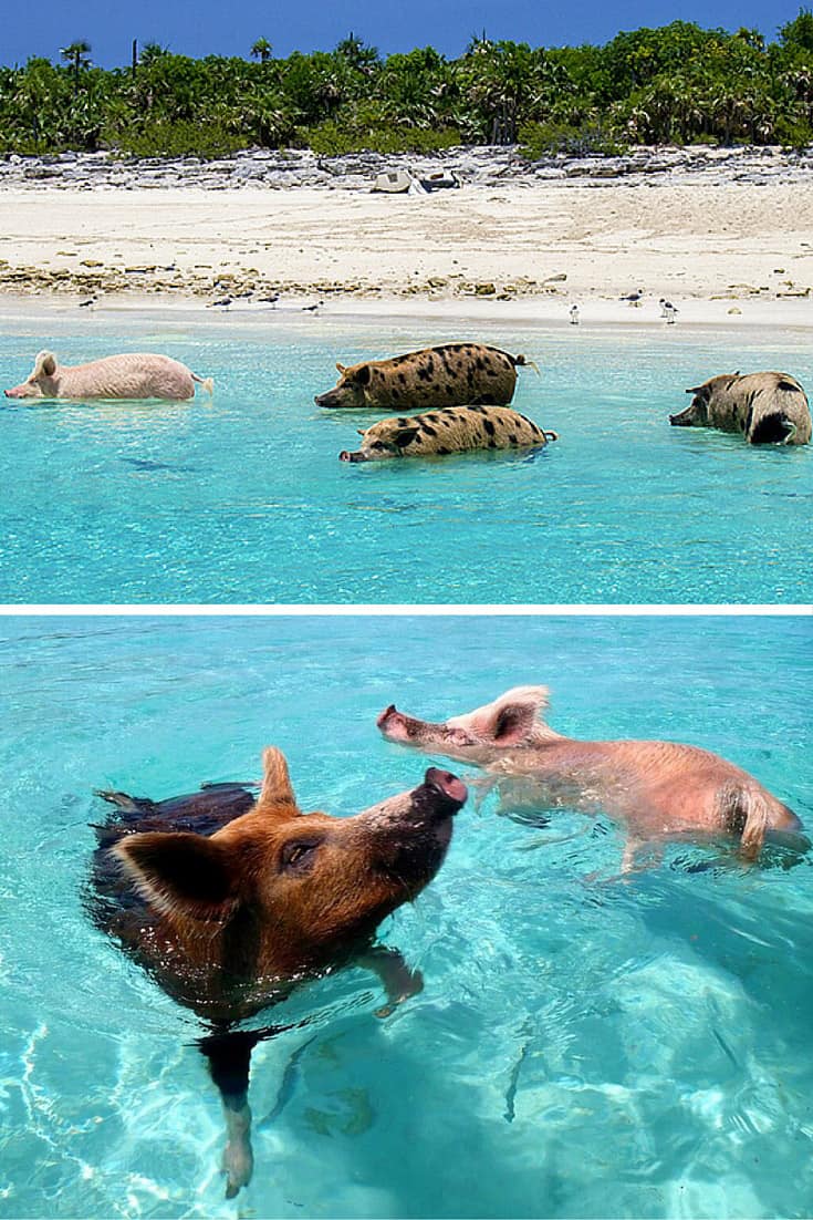 Exuma (Pig Beach), Bahamas. 15 of the World's Most Unique & Awesome Beaches! Click through to read the full post! 