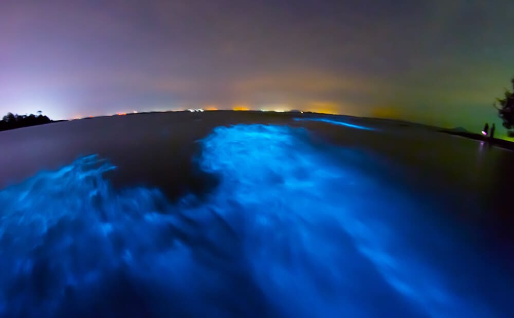 Bioluminescent Bay in Puerto Rico!