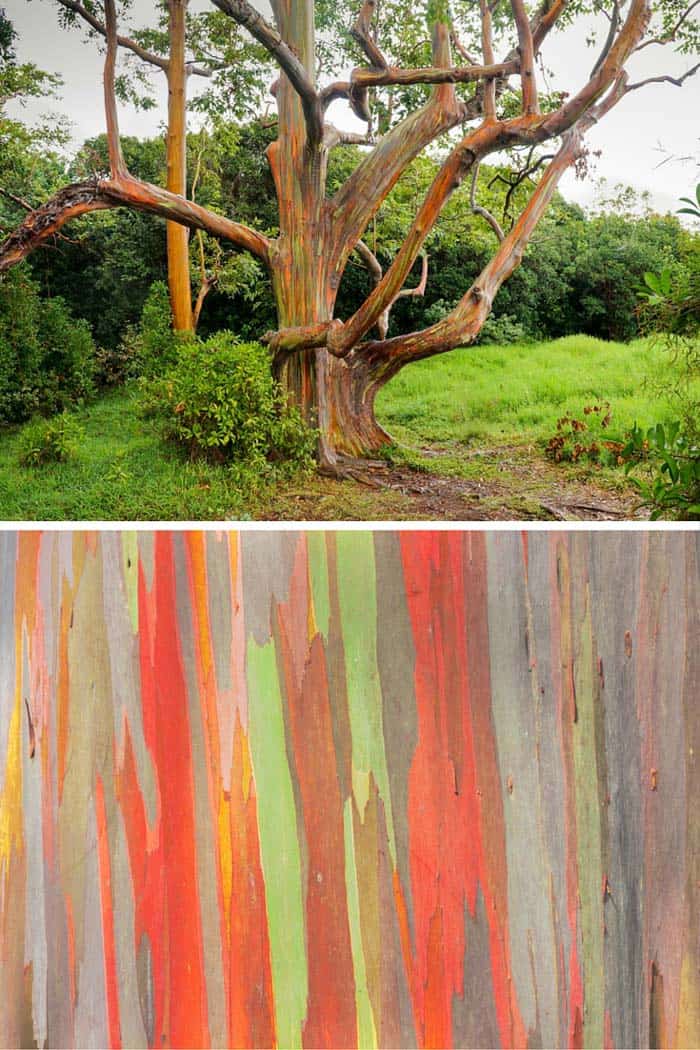 Rainbow Eucalyptus Trees, Maui