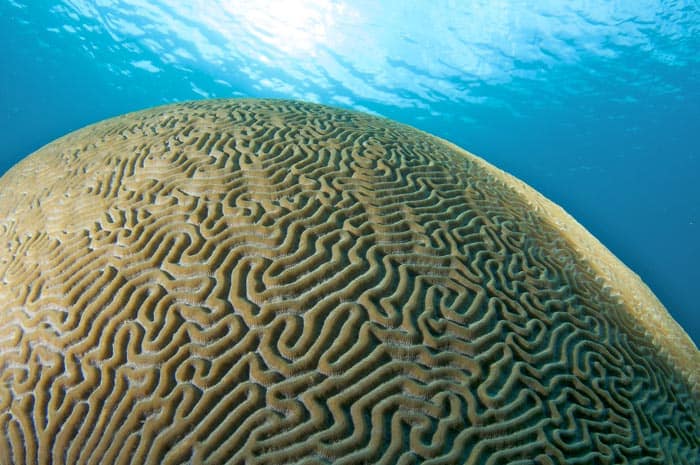 Brain Coral in the Florida Keys!