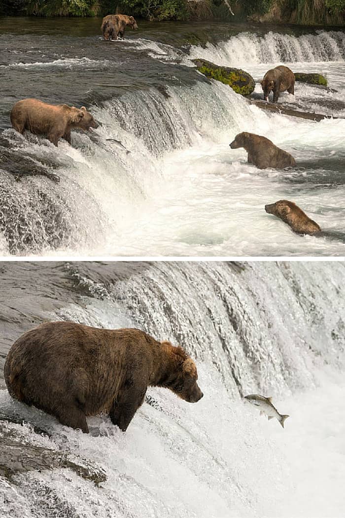 Bears catching Salmon in Alaska