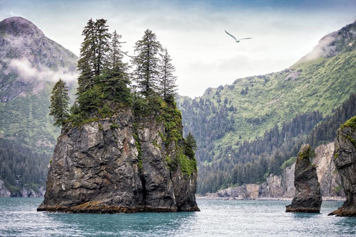 Cruise and watch for animals through the Kenai Fjords National Park. 