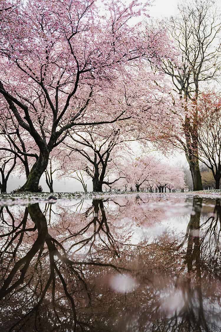 Cherry Blossoms in Washington DC