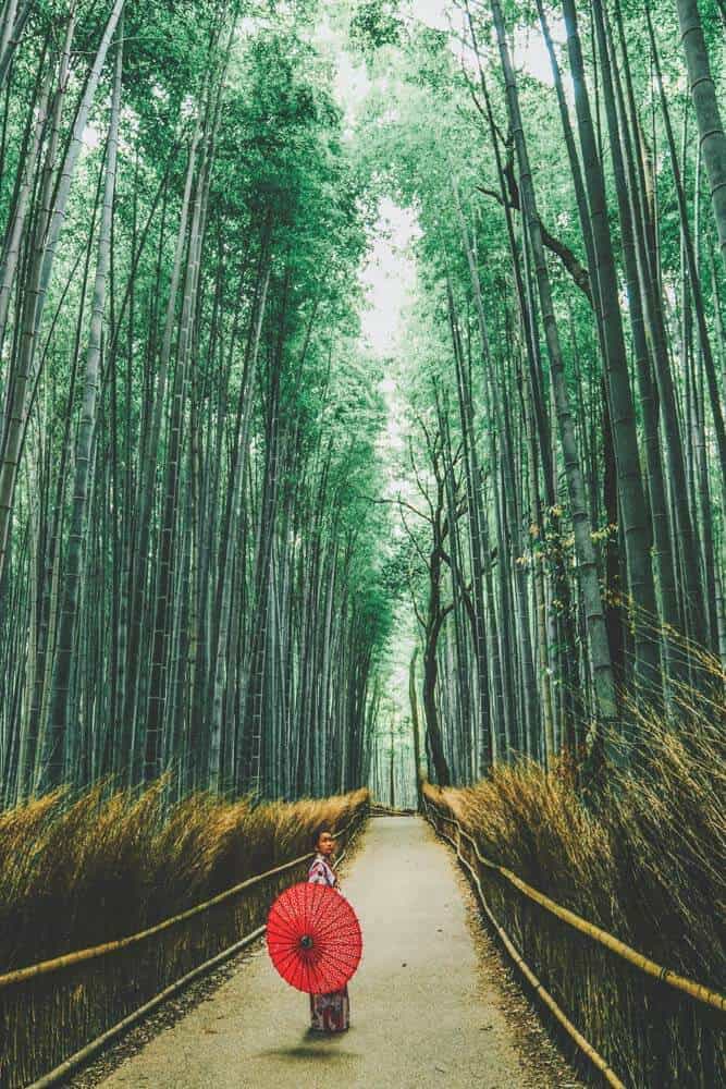  Bamboo Forest in Kyoto Japan