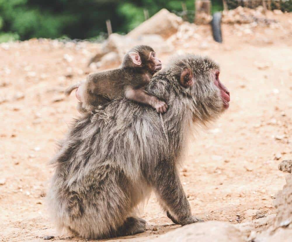 Iwatayama Monkey Park