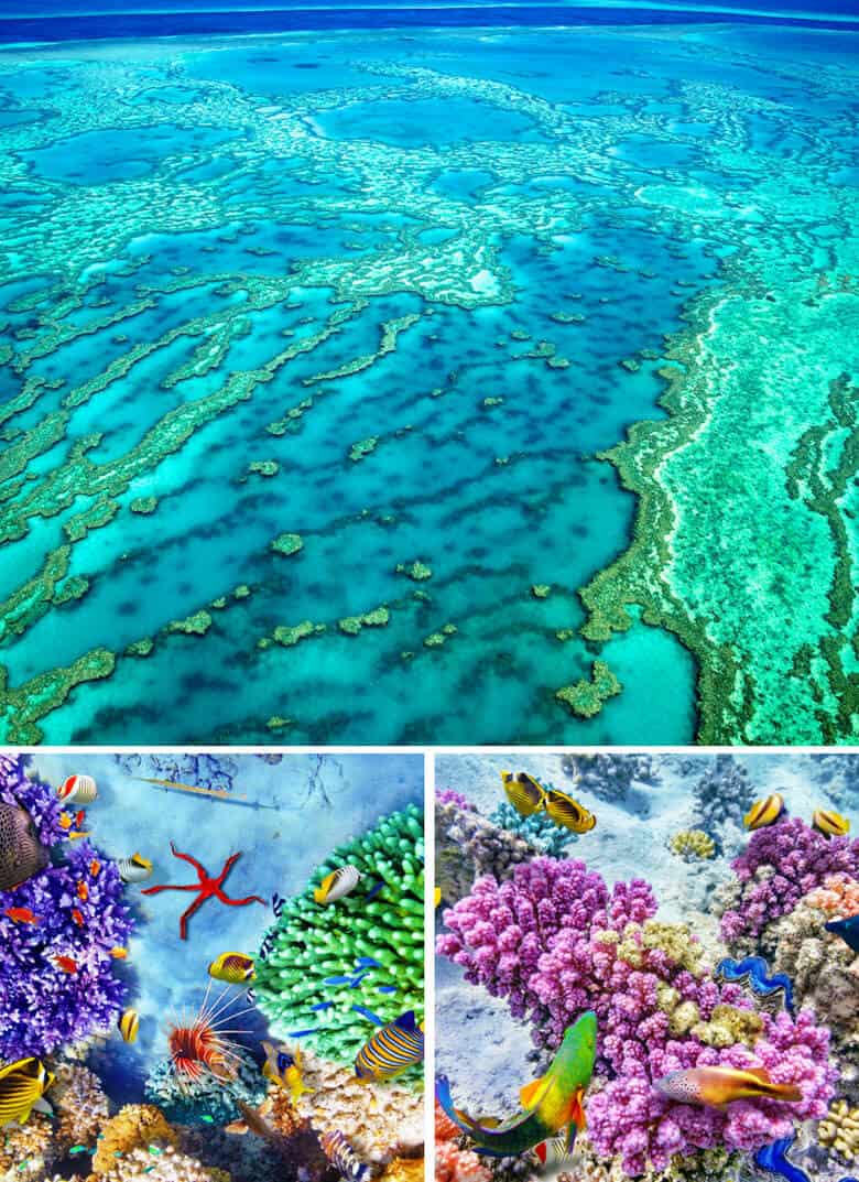 The Great Barrier Reef in Australia!