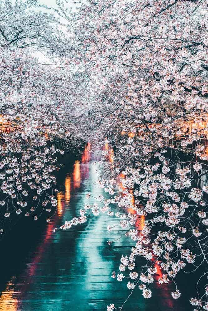Cherry Blossoms at Meguro Canal