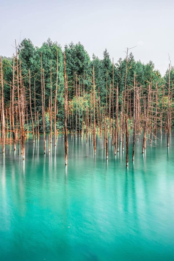 Blue Pond, Biei, Hokkaido