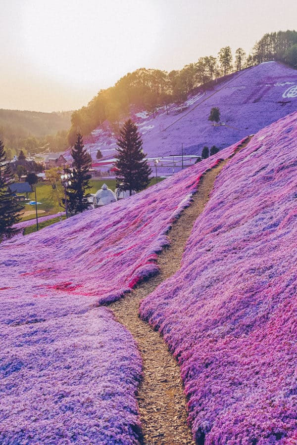 Shiba Sakura in Hokkaido Japan - Easily one of the top places to travel in Japan! #AVENLYLANE #AVENLYLANETRAVEL The Most Beautiful Places You Have to Add to your Japan Bucket List. This place is crazy beautiful! Check out these incredible places in Japan on www.avenlylane.com #Japan #asia #travelblog