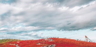 Kochia Garden at the Hitachi Seaside Park