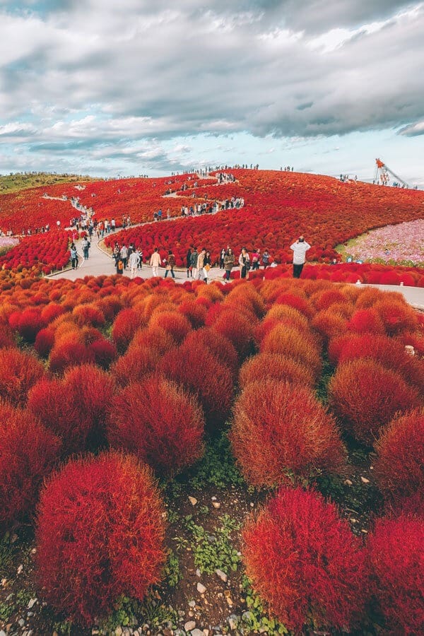 Kochia Garden at the Hitachi Seaside Park