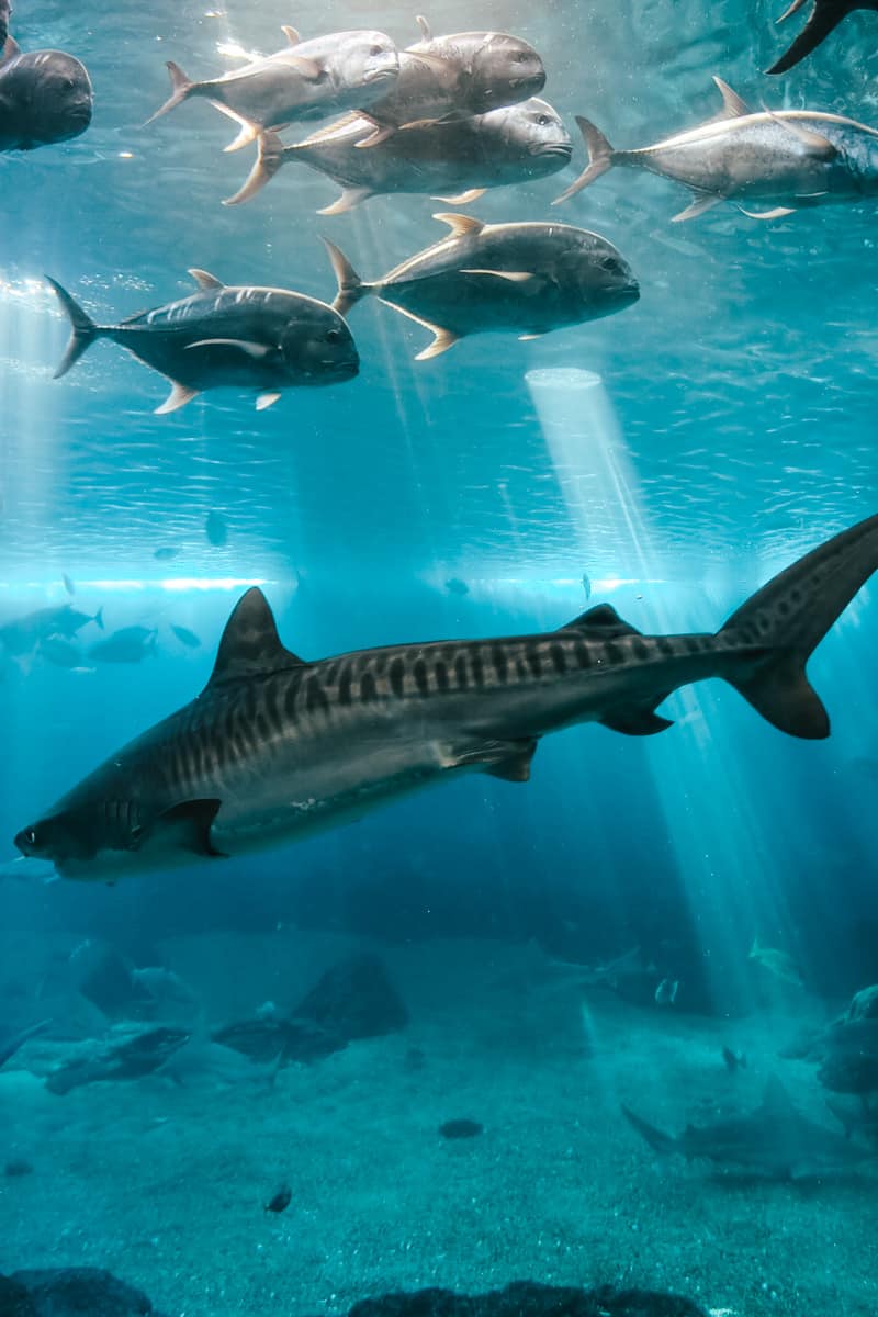 Tiger Shark and Giant Trevelly fish in Maui tropical waters