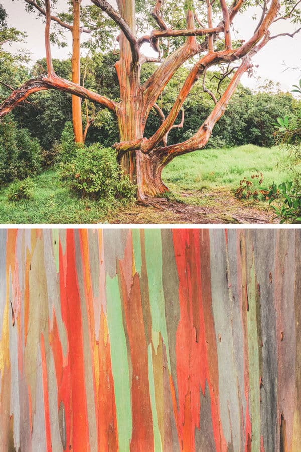 Rainbow bark in Hawaii! Planning a trip to Maui - Hawaii, USA? Explore the best cheap, free & fun things to do in Maui! The black sand beaches in Maui are some of the most beautiful in the world and one of the best things to do while visiting Maui. Have you been to these 10 places? Click through to find out! #avenlylanetravel #maui #hawaii #hawaiian #island #islands #beaches #beautifulplaces #usa #usatravel #traveltips
