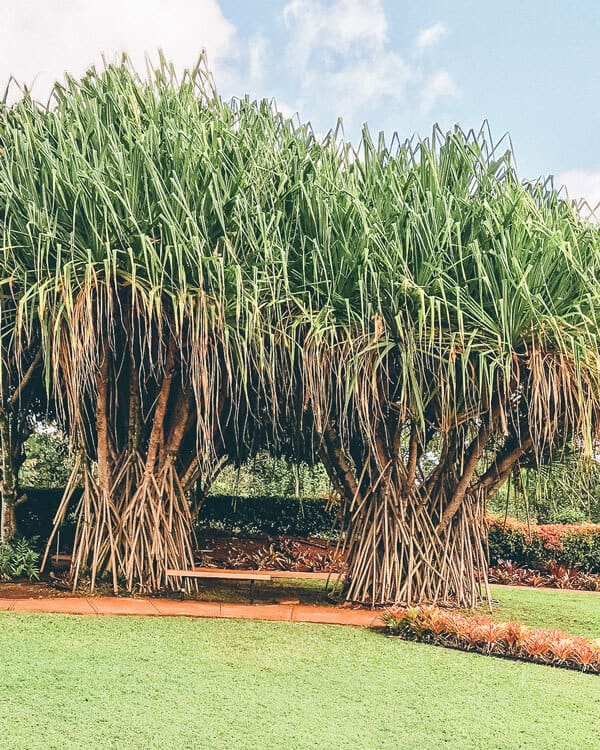 Banyan Tree on Oahu, Hawaii, United States