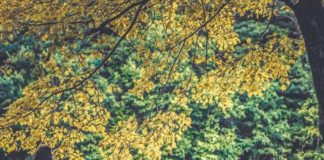 Camping in Connecticut