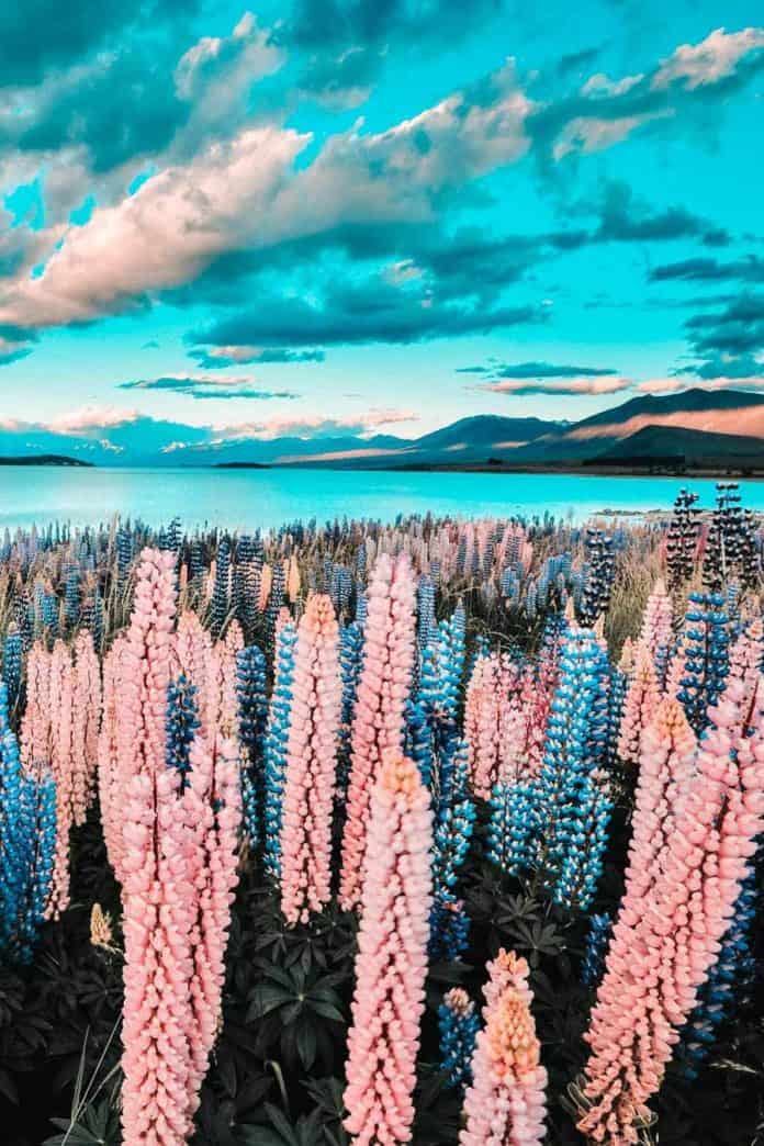 20 Most Beautiful Places in New Zealand! Lake Tekapo is one of the top beauties of New Zealand and definitely one of the top places to see in New Zealand before you die.