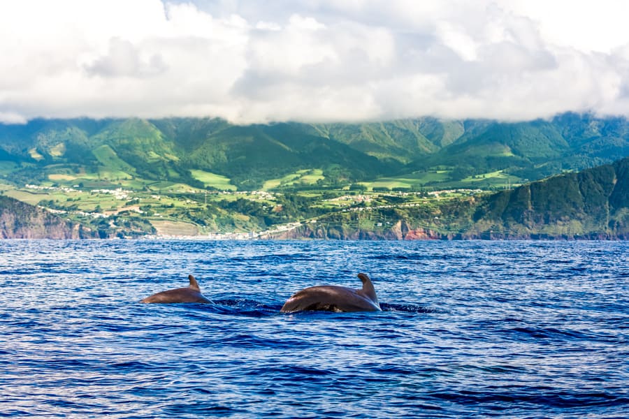 Dolphins and whale watching in Sao Miguel Island Azores, Portugal