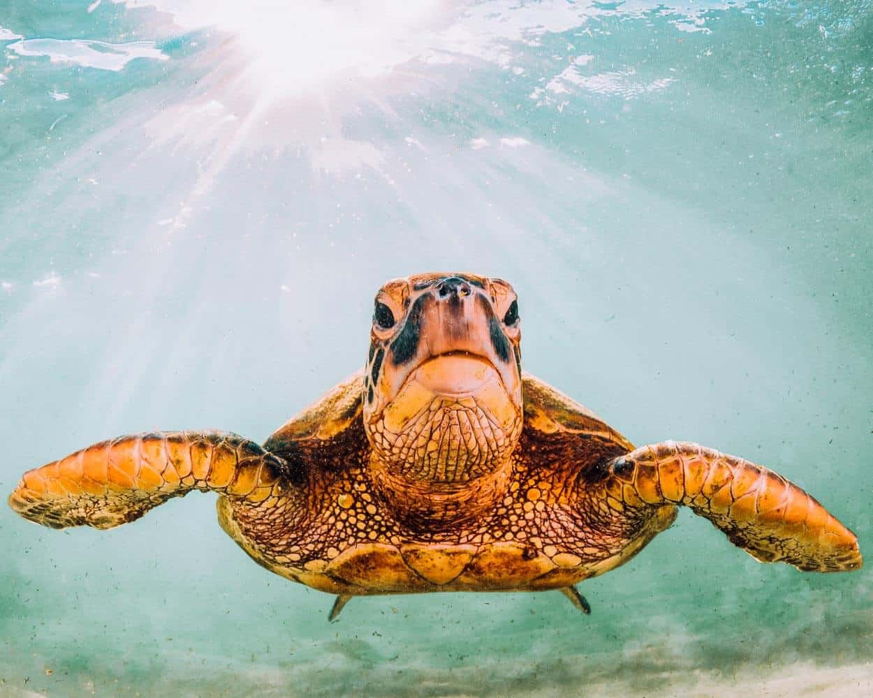 Endangered Sea Turtles at Hawaii's black sand beaches. 