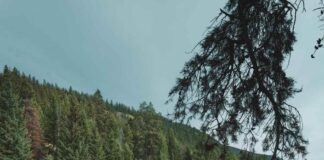 Top 10 Things to do in Jasper National Park