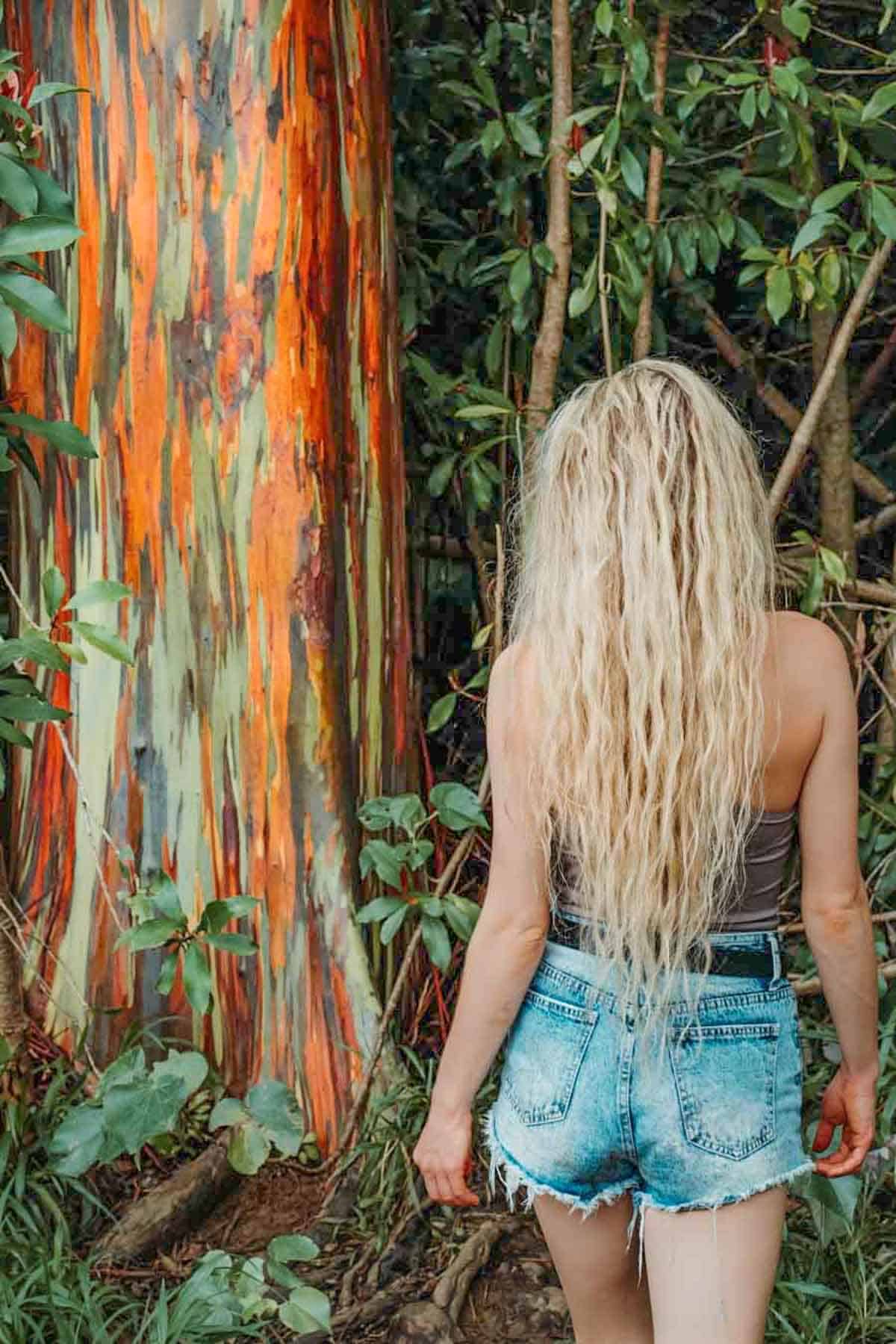 Rainbow Eucalyptus Trees, Maui