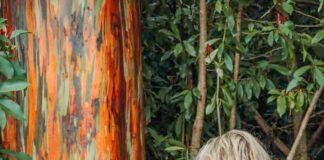 The Essential Road to Hana Stops