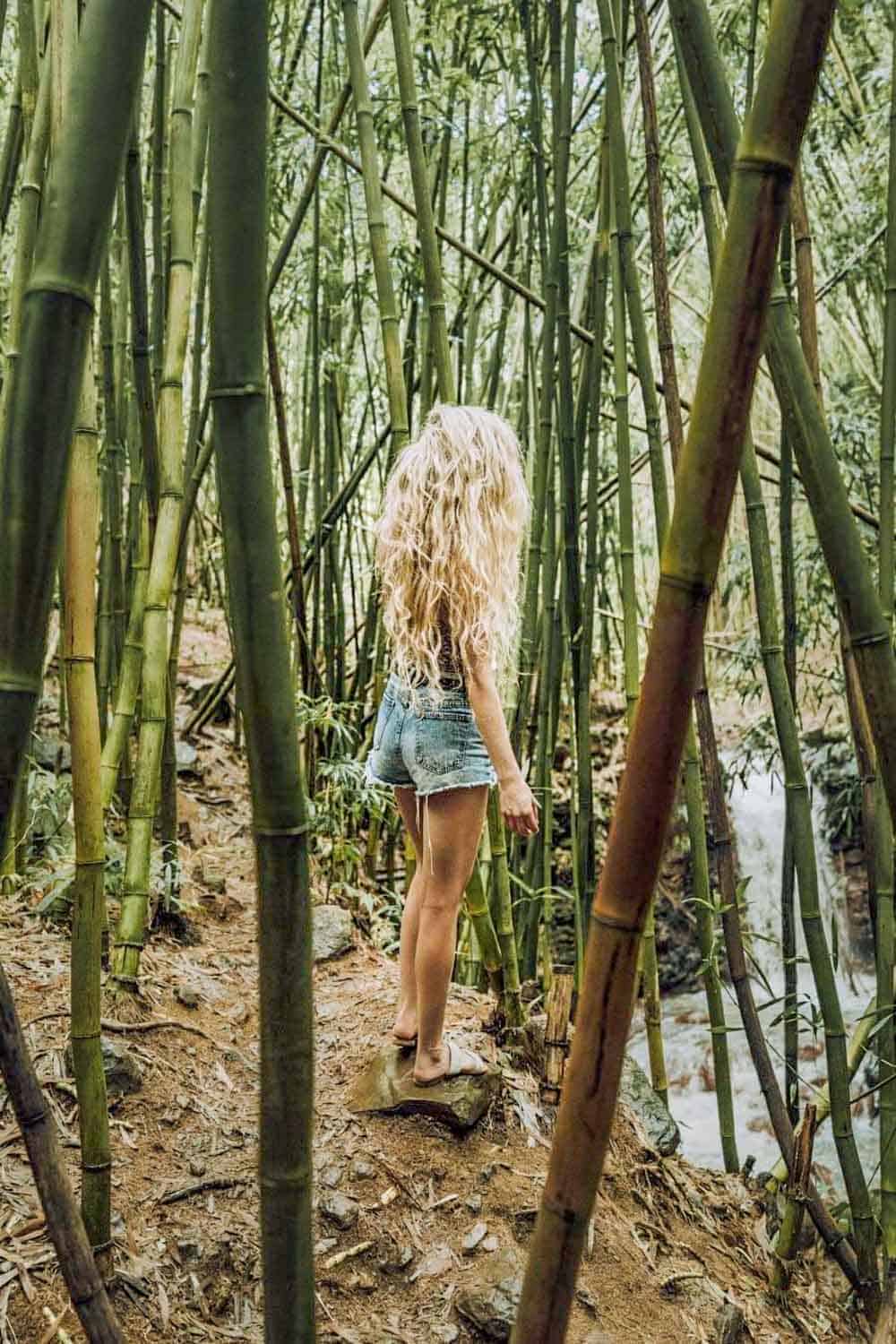 Bamboo forest in Maui Hawaii
